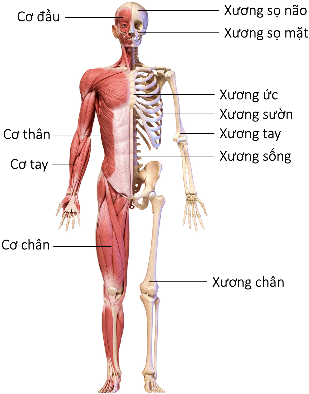 Một số xương và cơ của hệ vận động olm